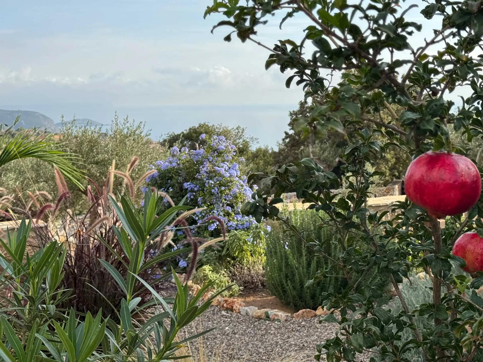 Aussicht von einem Ferienhaus in Griechenland: Garten mit Granatapfelbaum und Blick auf das Meer. Urlaub im Paradies, idyllische Landschaft.