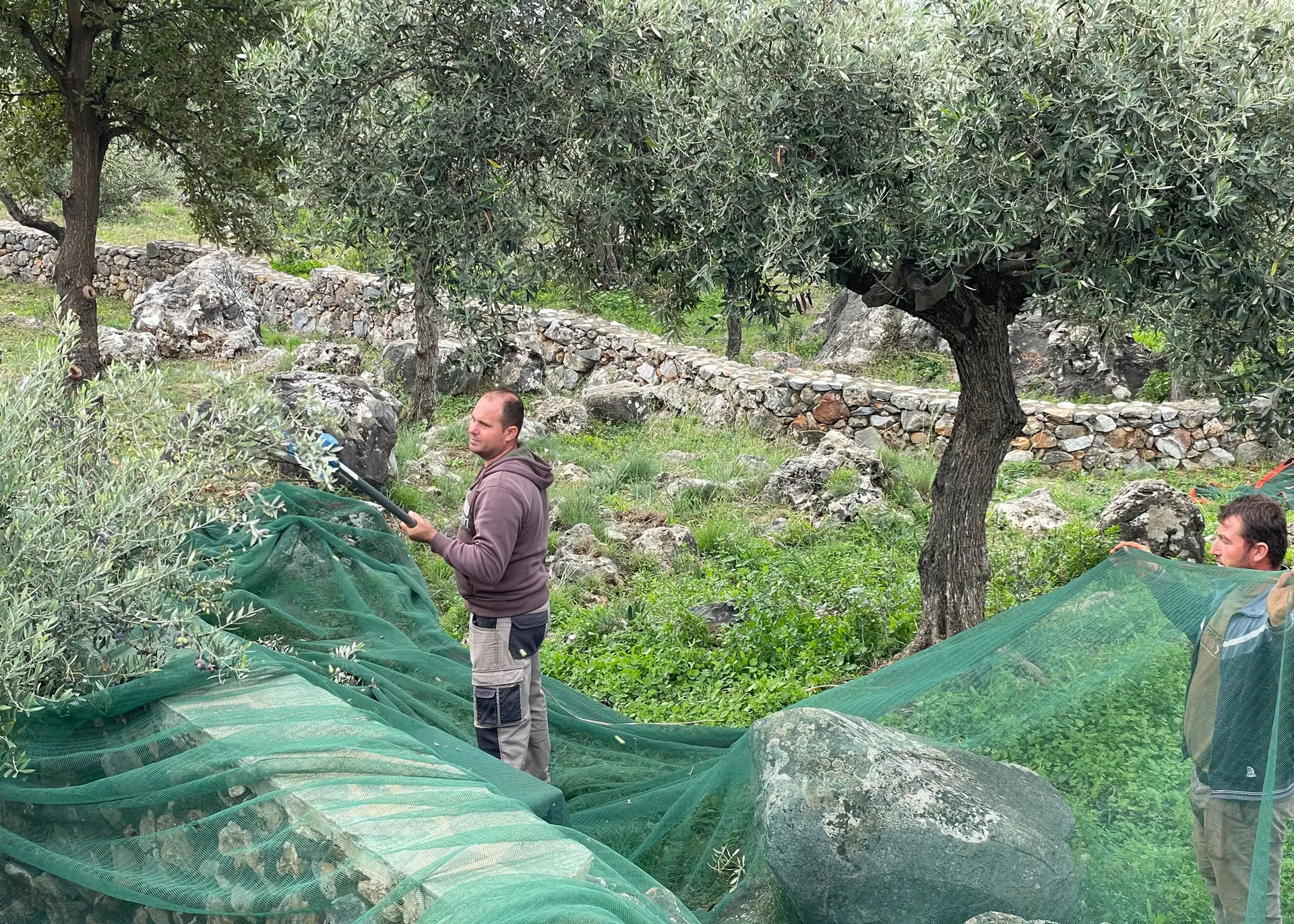 Oliven Ernte in Griechenland: Arbeiter bei der Olivenernte nahe eines Ferienhaus. Grüne Netze unter Olivenbäumen fangen die Früchte auf.